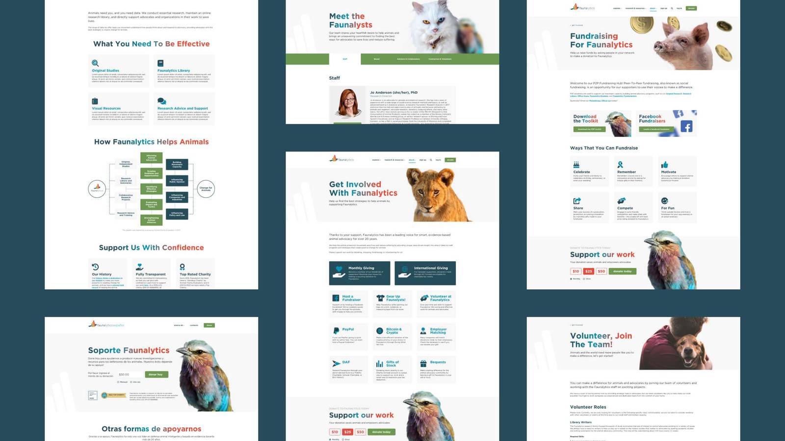 Faunalytics search and filtering design